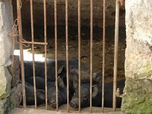 關家寨村農村經濟-養豬<a name="ref_[3]"></a>