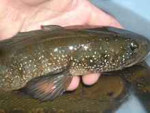 贛江上游的七星魚