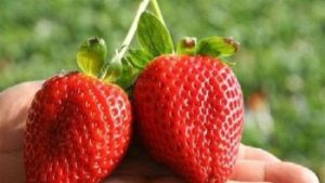 興壽阿偉草莓園 興壽阿偉草莓園