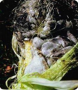 玉米黑粉病 玉米黑粉病