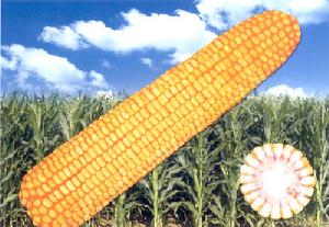 登海3791 登海3791