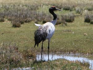 （圖）青藏高原濕地美