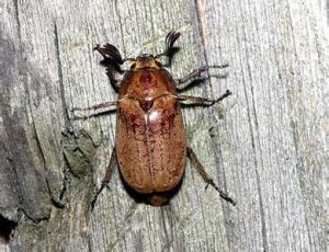 突背蔗龜 突背蔗龜