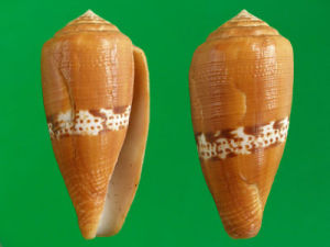 花帶芋螺 花帶芋螺