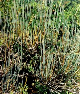 異株矮麻黃（變種）