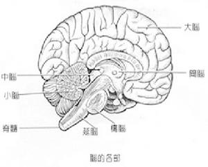 中樞神經系統淋巴瘤