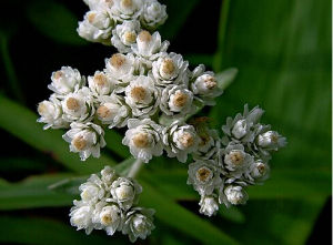 須彌香青 須彌香青