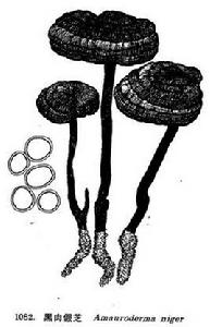 黑肉假芝 黑肉假芝