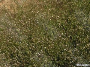 荒漠石頭花 荒漠石頭花