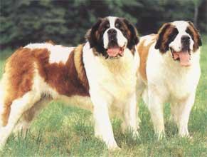 St. Bernard (dog)