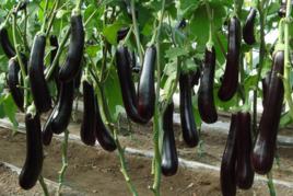 紫陽長茄 紫陽長茄