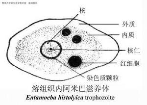 溶組織內阿米巴