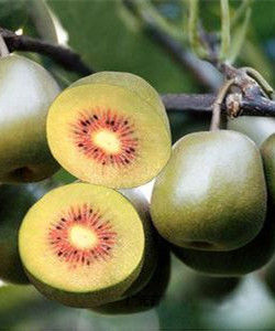 紅陽獼猴桃 紅陽獼猴桃