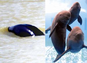 江豚拜風 江豚拜風