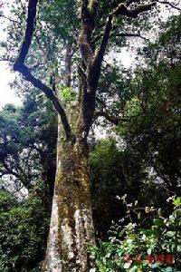 千家寨茶樹王 千家寨茶樹王
