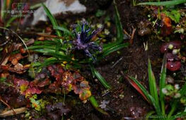 革葉風毛菊 革葉風毛菊