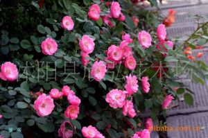 小檗葉薔薇 小檗葉薔薇