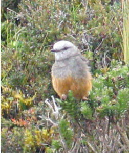 紅腰叢霸鶲 紅腰叢霸鶲