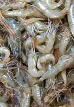 蘭豆玉米小河蝦 蘭豆玉米小河蝦