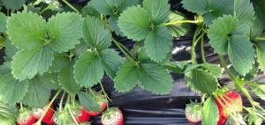 淑霞採摘園 淑霞採摘園