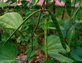 綠花羊蹄甲(原變種) 綠花羊蹄甲(原變種)