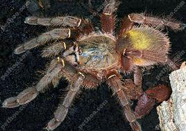 蓋亞那翡翠綠蜘蛛 蓋亞那翡翠綠蜘蛛