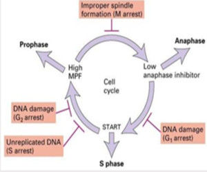 細胞周期檢驗點 細胞周期檢驗點