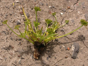 鶴慶矮澤芹 鶴慶矮澤芹