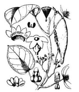 海南牛奶菜 海南牛奶菜