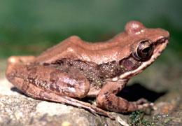 斯文豪氏赤蛙 斯文豪氏赤蛙