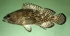 紋波石斑魚