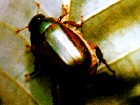 唐菖蒲銅綠麗金龜