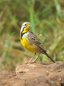 黃喉長爪鶺鴒 黃喉長爪鶺鴒