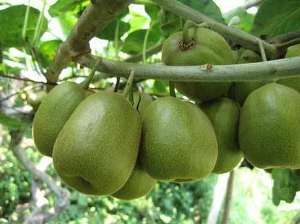 金豐獼猴桃 金豐獼猴桃