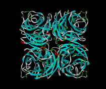 神經氨酸酶 神經氨酸酶