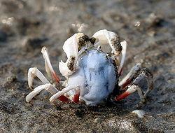 短指和尚蟹 短指和尚蟹