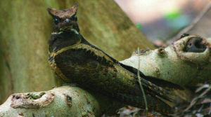 毛腿夜鷹 毛腿夜鷹