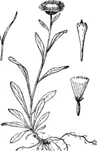 密葉飛蓬 密葉飛蓬