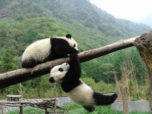 Giant panda