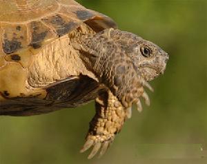 四爪陸地龜保護區 四爪陸地龜保護區