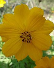 黃色波斯菊Yellow Cosmos