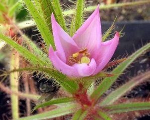 美杜莎捕蟲樹 美杜莎捕蟲樹