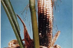 玉米圓斑病 玉米圓斑病