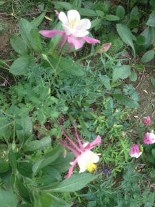 尖萼烏頭 尖萼烏頭