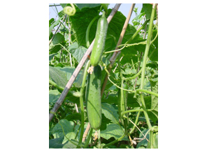 春華一號 春華一號