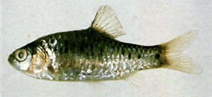 半紋小䰾 半紋小䰾