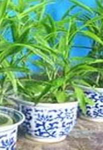 植物電話 植物電話