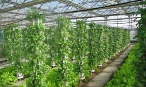 滸山現代農業示範園 滸山現代農業示範園