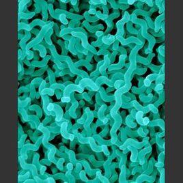 彎曲菌屬 彎曲菌屬