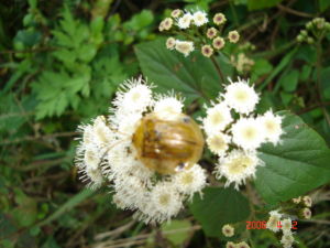 雙枝尾龜甲 雙枝尾龜甲